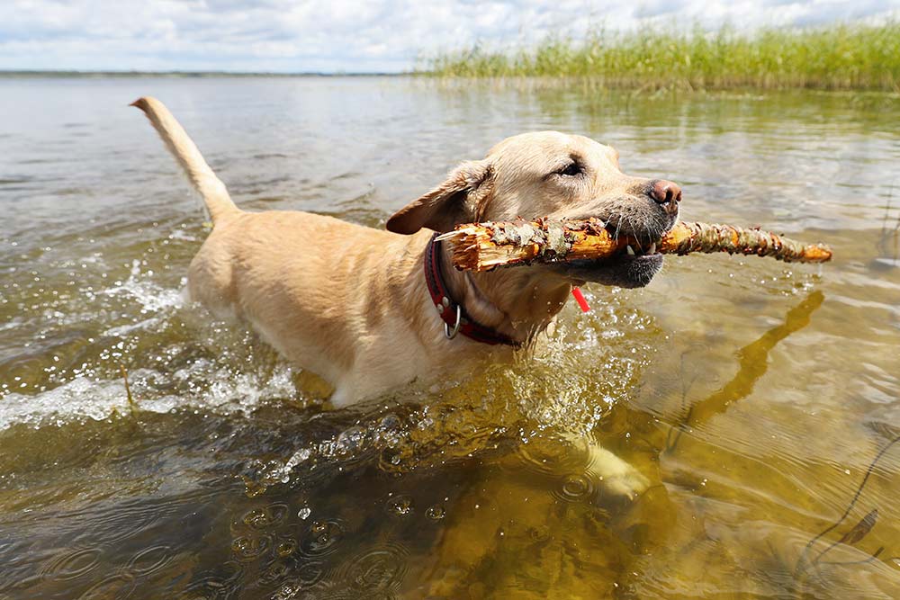 Svømmehale hos hund - Når | Evidensia