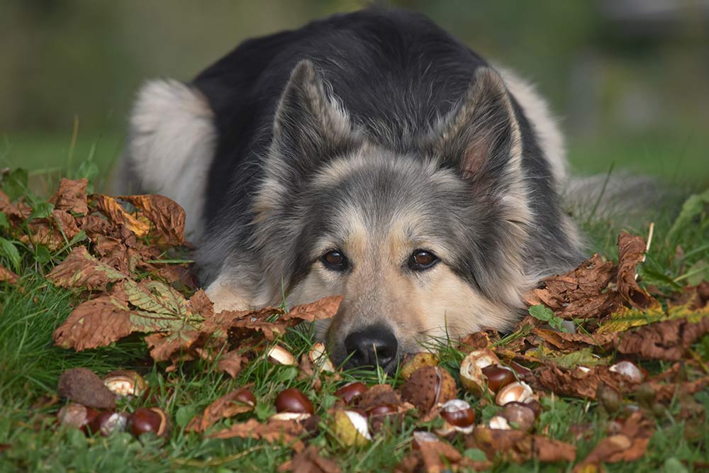 bryst På forhånd Mark Giftige planter for hunde - Liste over de mest almindelige | Evidensia