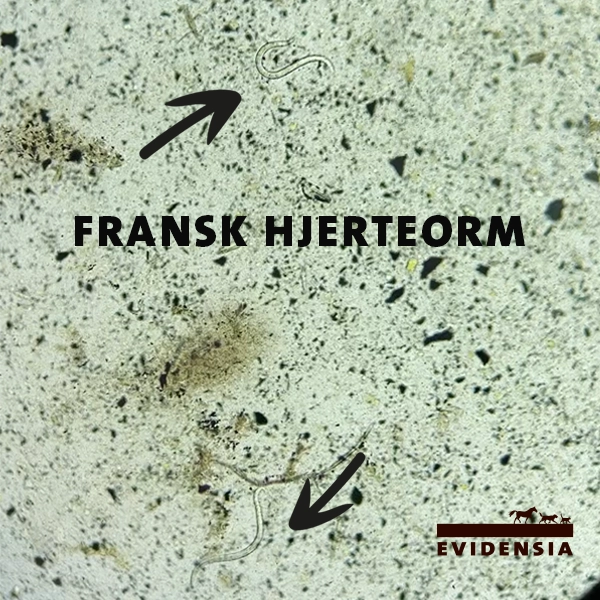 Fransk Hjerteorm