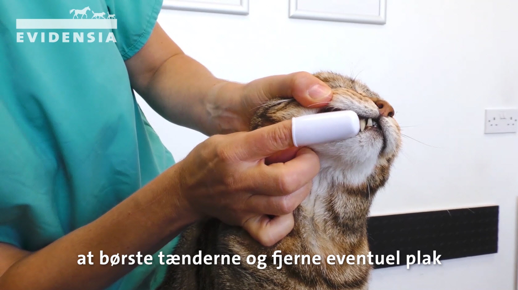 Sådan børster du din kats tænder