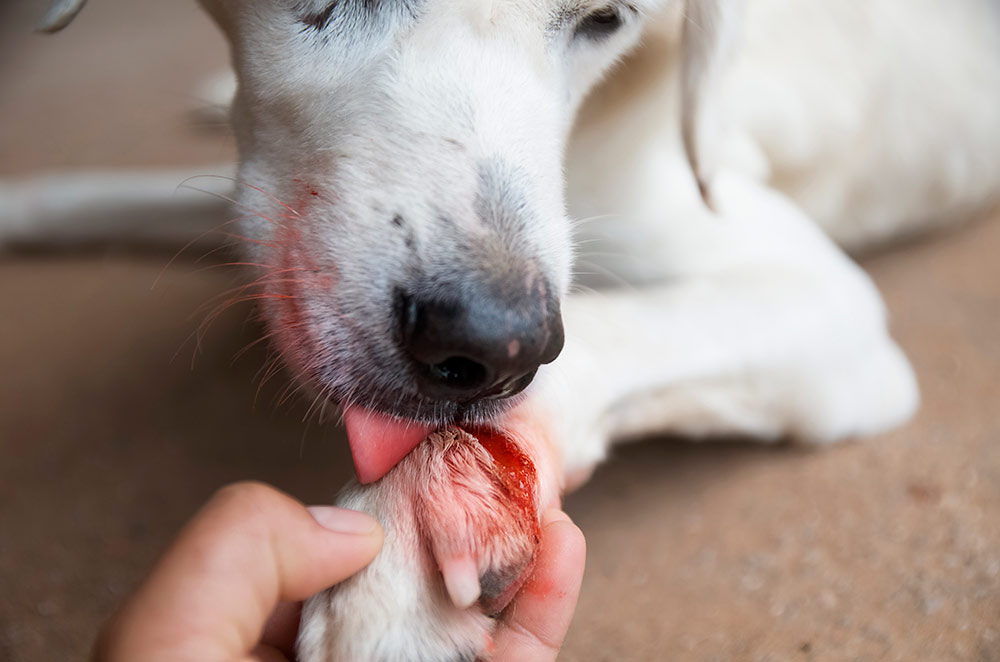 Sårskader på hunde