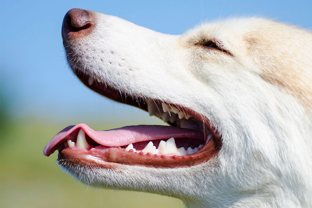 Intervenere Skinnende Råd Hundens tandsæt | Evidensia