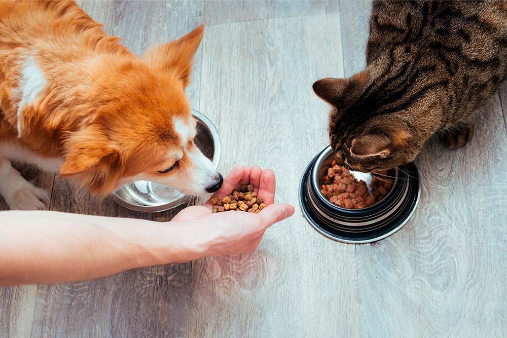 Vægttab for hund og kat – sådan lykkedes det