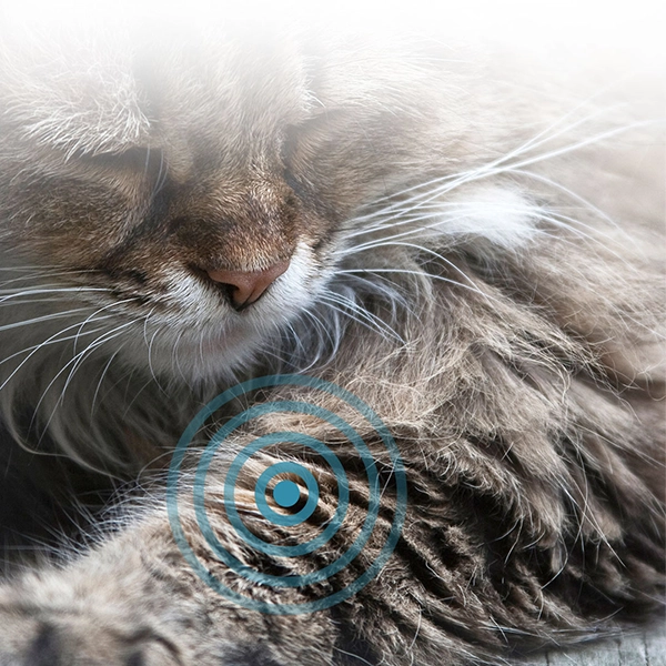 kat med gigt Arthrose