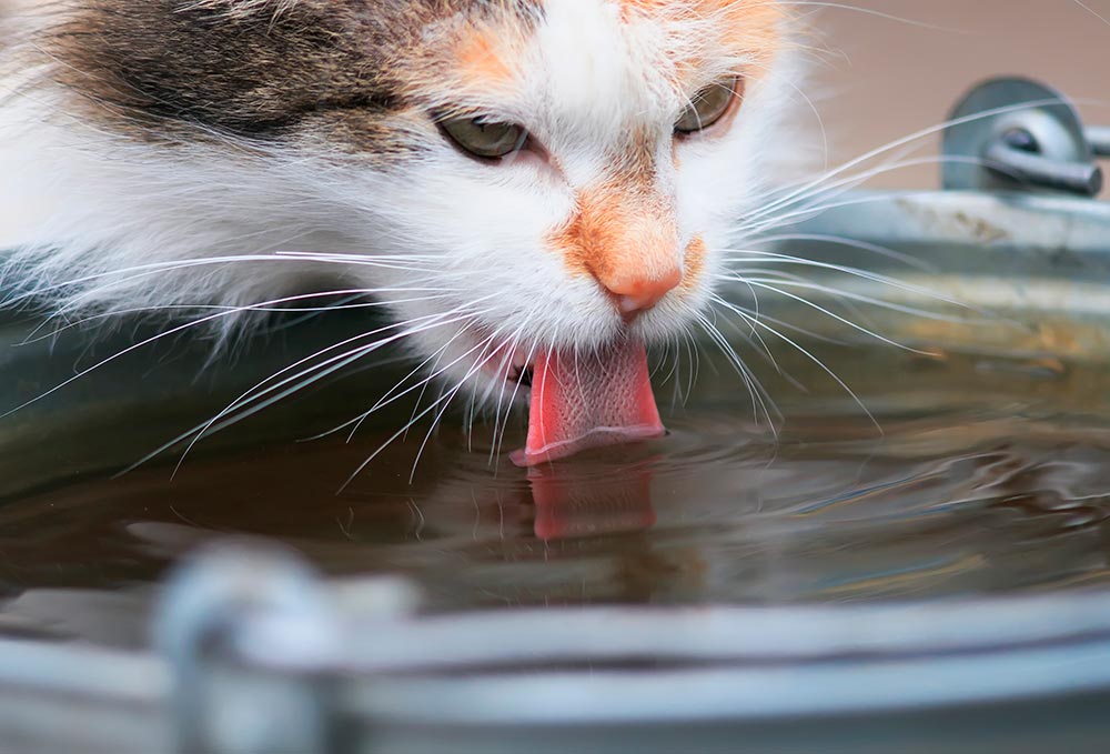 Kattens lyst til at drikke