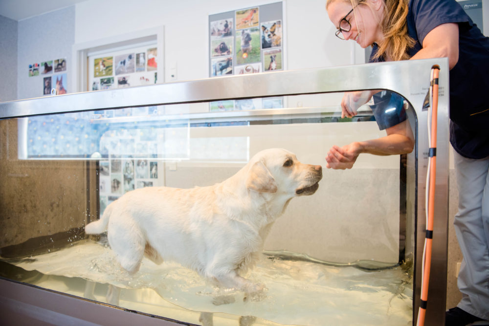 Fysioterapi hunde og katte