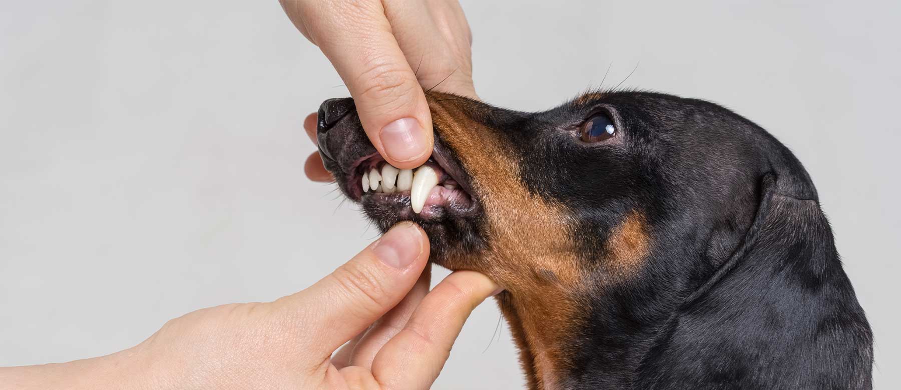 Tandsundhed for hunde og katte
