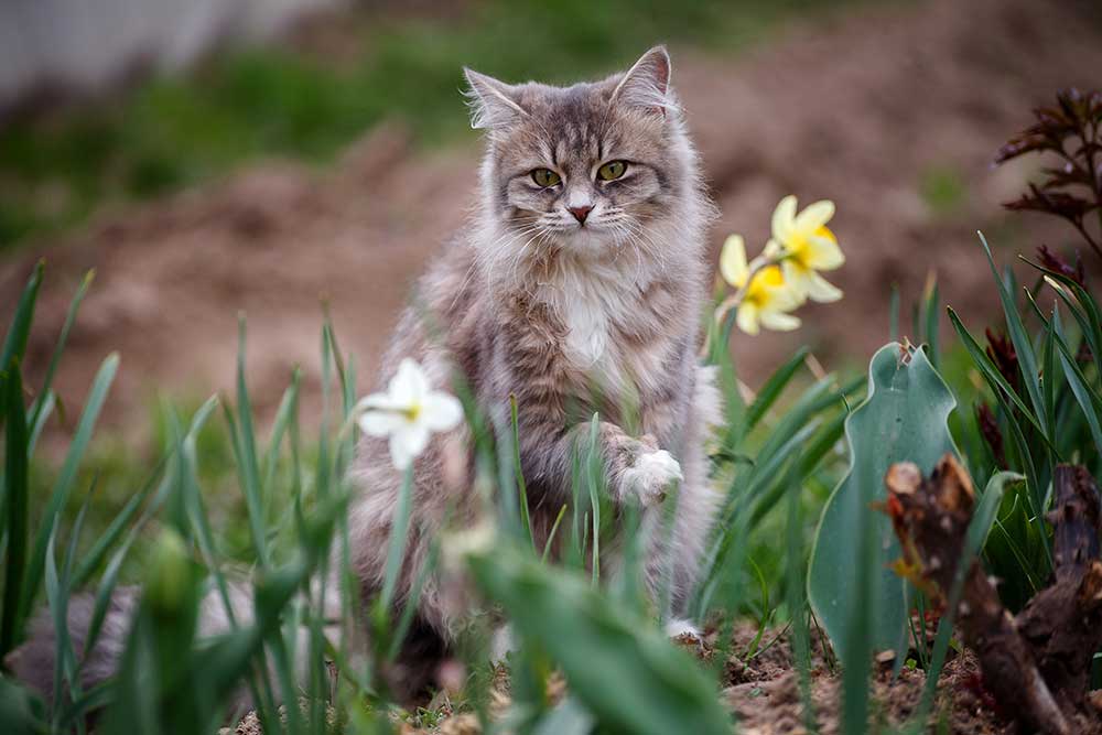 Finde sig i læser Supermarked Forgiftning hos kat | Evidensia