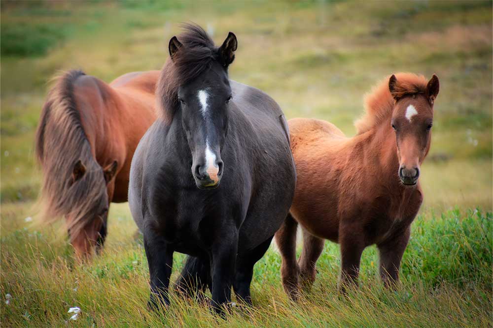 Hestens sygdomme – Se nogle af de mest almindelige