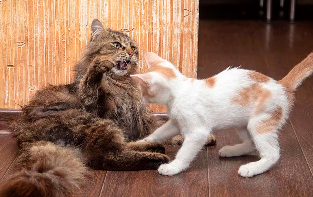 gryde dramatisk At deaktivere Psykisk betinget urenlighed hos kat – kort fortalt | Evidensia