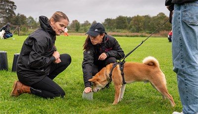 Hundetræning hos Evidensia Hornbæk Dyrehospital