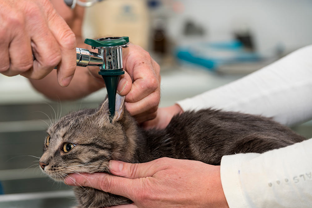 Polypper i øret og svælget hos kat