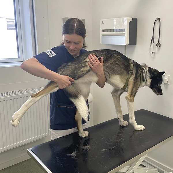 Patellaluksation hos hund – Når knæskallen går af led