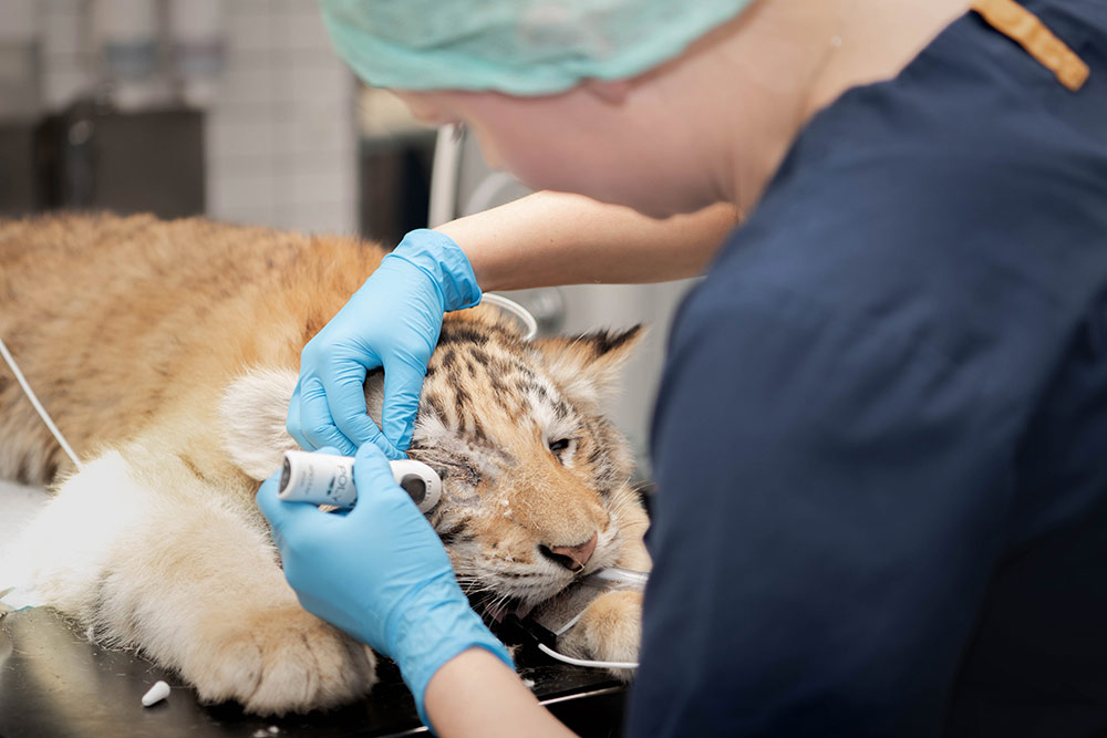 Tigerunge til øjenoperation på Næstved Dyrehospital