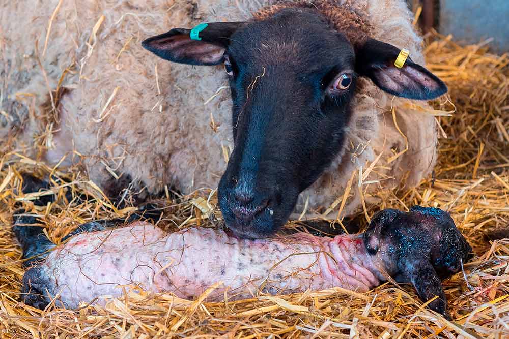 Læmning hos får – Råd og vejledning