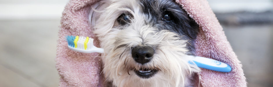 Fritagelse Bærbar knude Tandbørstning på hund - Vejledning | Evidensia