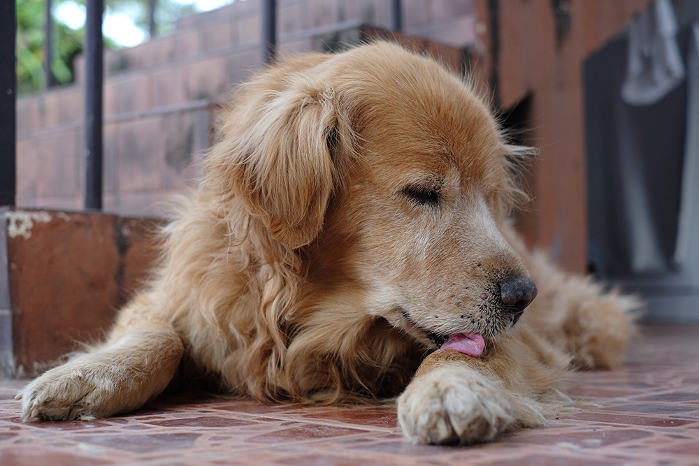 Salg Bage enkelt gang Kløe hos hund - Årsager og behandling | Evidensia