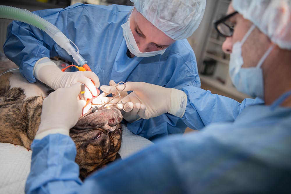 Operation af blød gane hos hund - BOAS