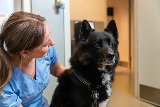 Sort hund med dyrlæge_Evidensia