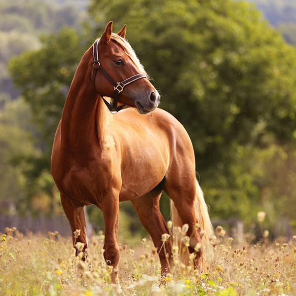 Hest