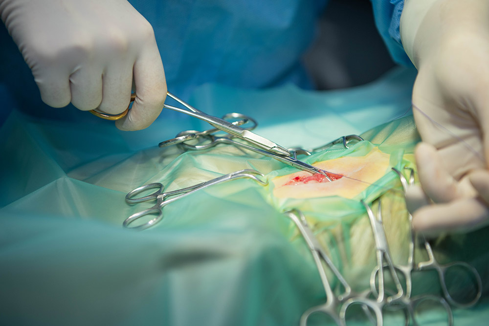 Kat bliver steriliseret Evidensia