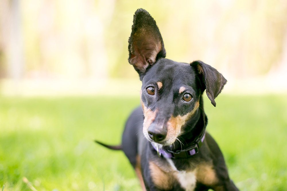 Blodøre hos hund (Othæmatom)