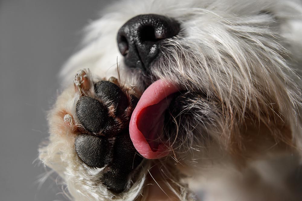 Saml op plus Demontere Interdigital Furunkulose hos hund (mellem tæerne) | Evidensia