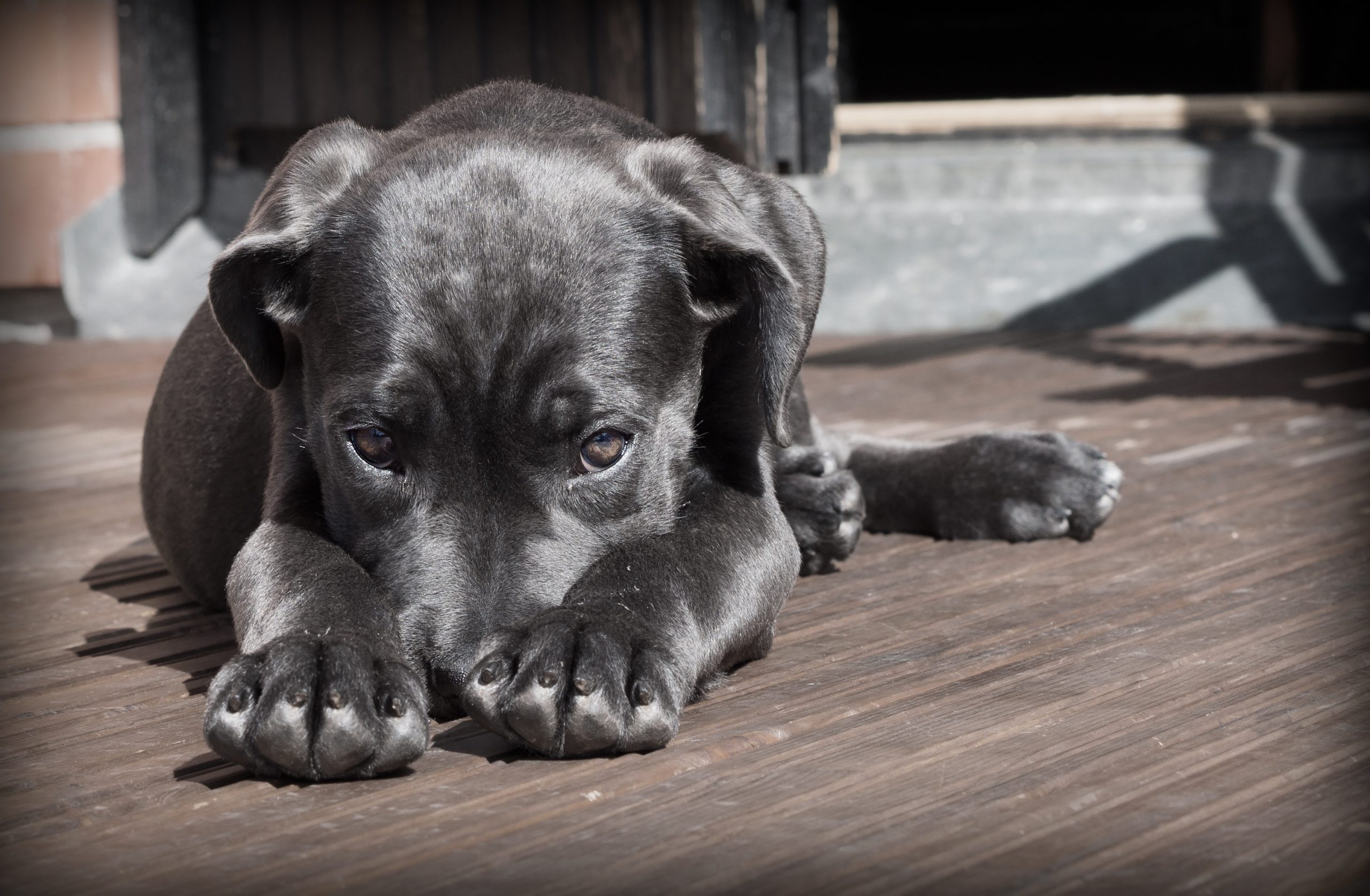 Giardia hos hund