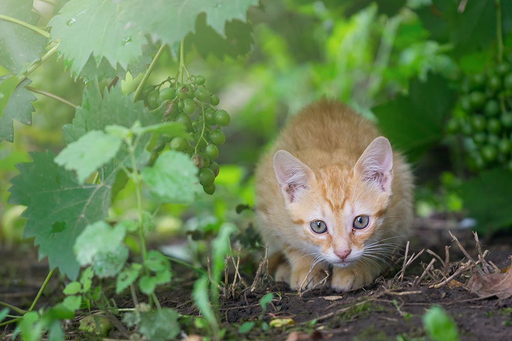 Rosinforgiftning og vindrueforgiftning hos katte