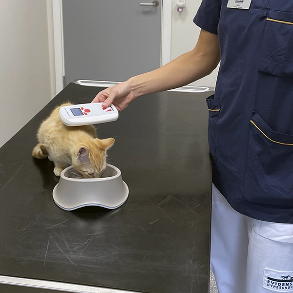 ID mærkning af kat på Evidensia Dyrehospital