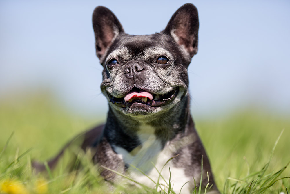 Reverse Sneezing (omvendt nysen) hos hund og kat