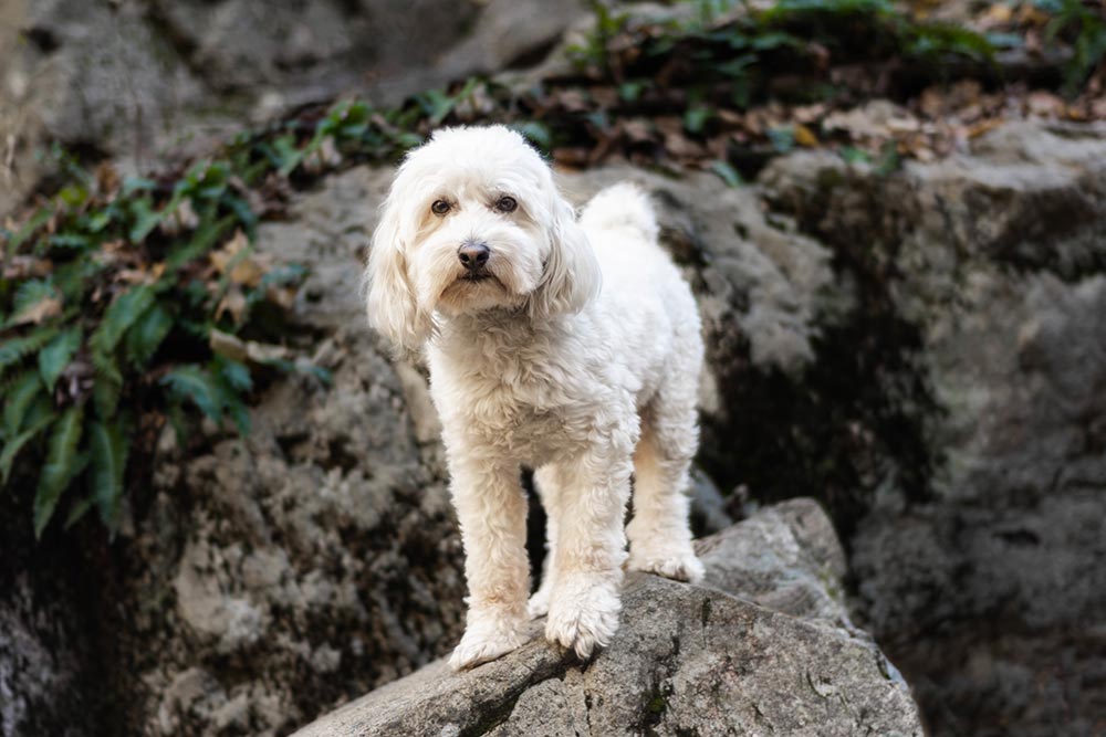 Mental aktivering af hund - Konkrete | Evidensia