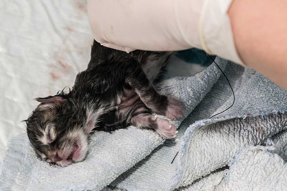 Fødselsbesvær og kejsersnit hos katte