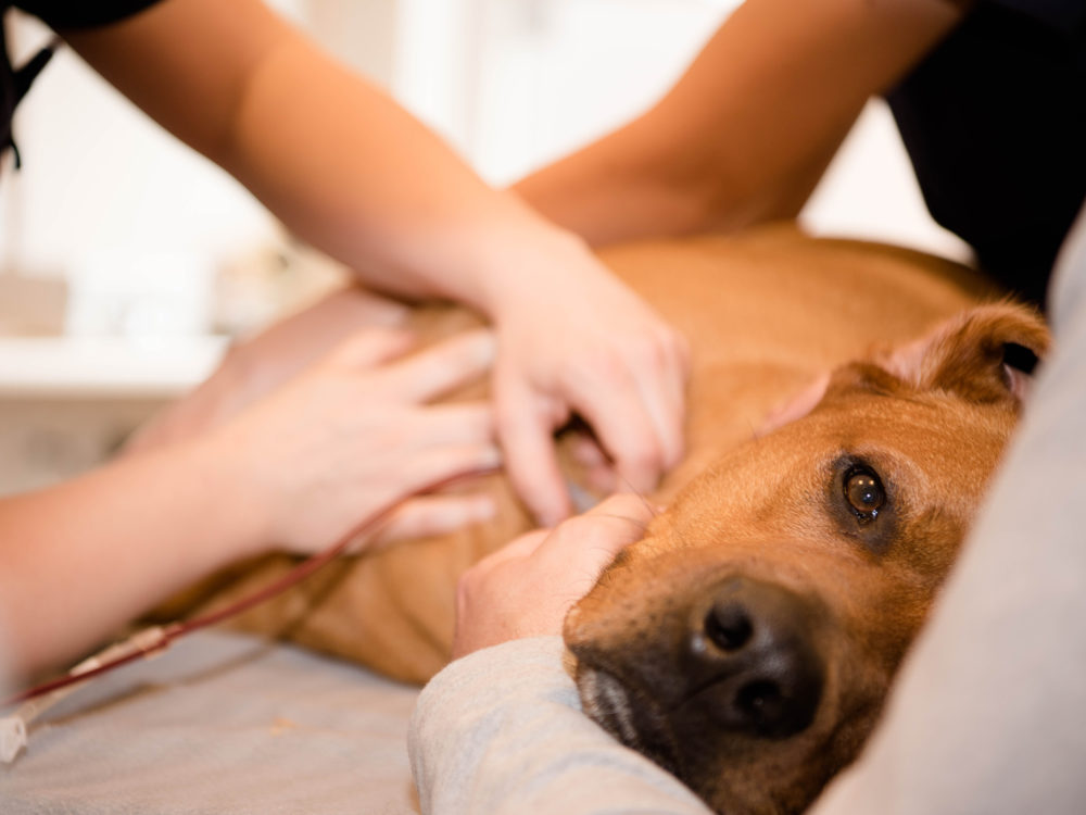 Skal din hund være bloddonor?