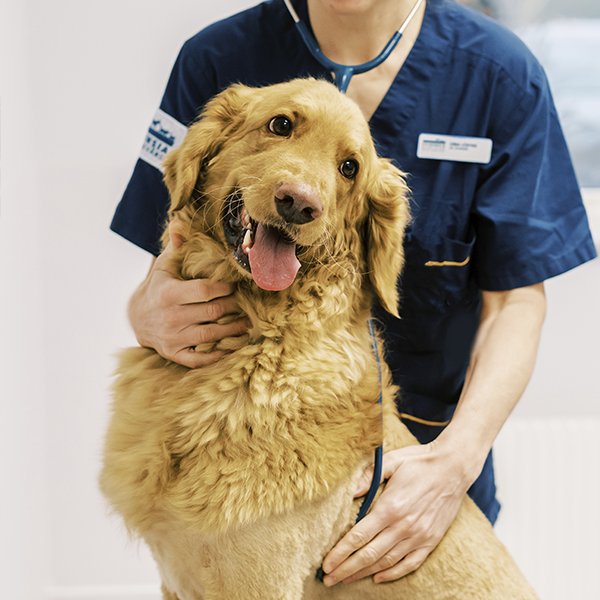 Læs mere om hundens måned