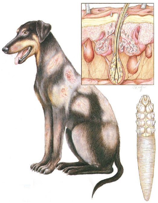 lækage Mary sortere Hårsækmider hos hund (Demodex) | Evidensia