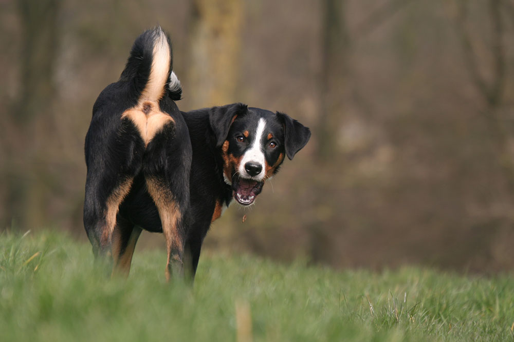 Forfalske Had at tiltrække Analkirtelbetændelse – fyldte analkirtler hos hund | Evidensia