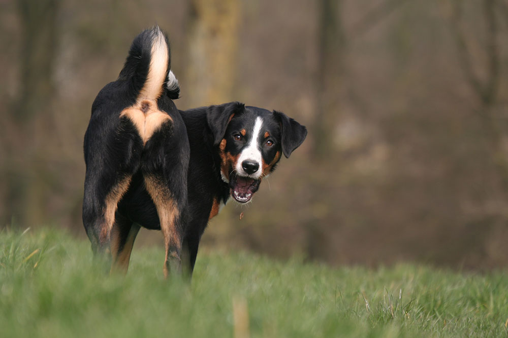 Analkirtelbetændelse – fyldte analkirtler hos hund