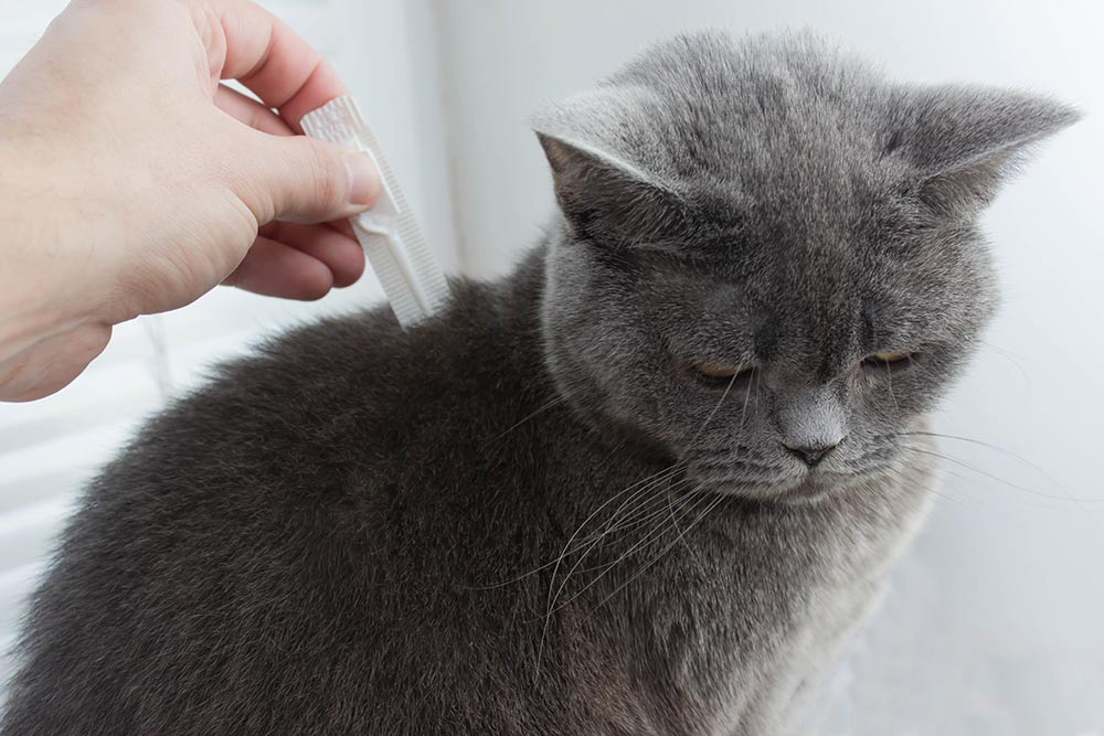 Sådan forebygger du flåter på katten Evidensia