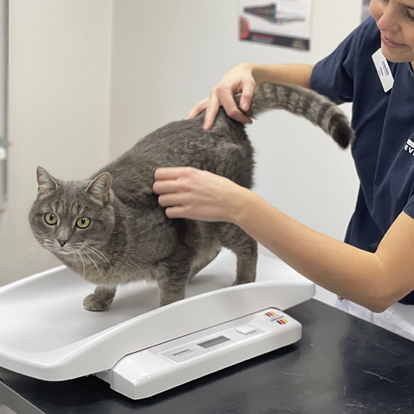 Tyk kat bliver vejet hos dyrlægen