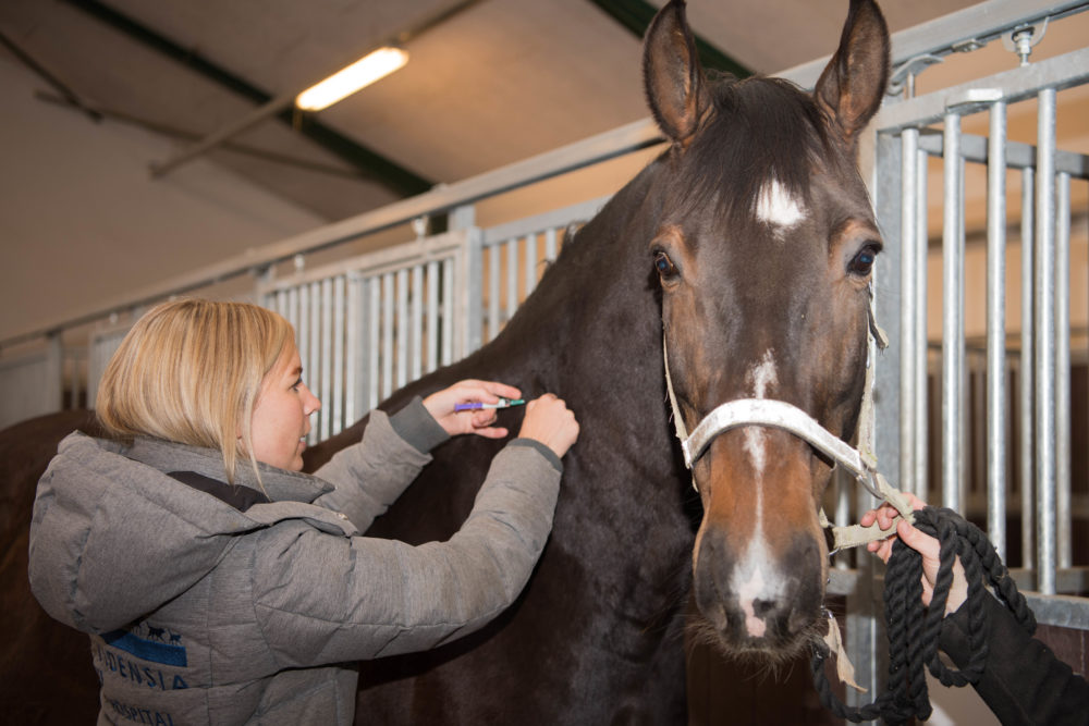 Vaccination af hest