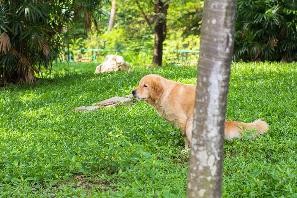 Ægte tredobbelt Usikker Din Dyredoktor - artikler om hund Side 5 | Evidensia