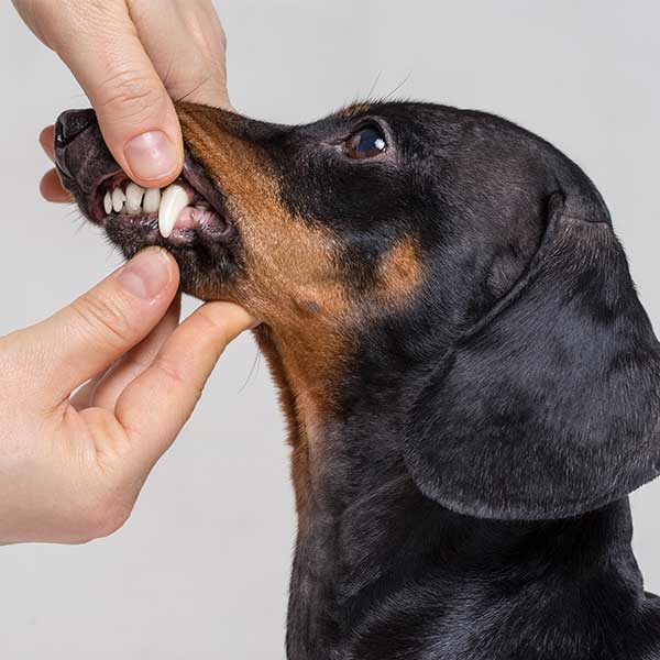 Tandsundhed for hunde og katte