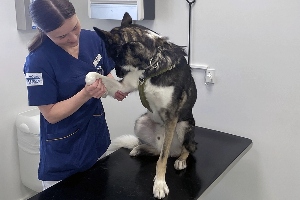 Hund får tjekket pote hos Evidensia