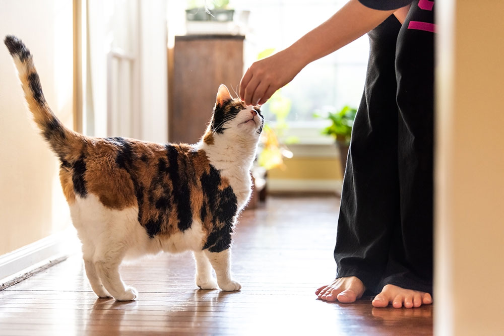 Patella-luksation hos kat – Når knæskallen går af led