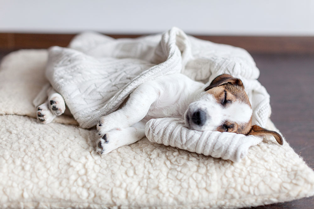 Ringorm hos hund – Symptomer og behandling