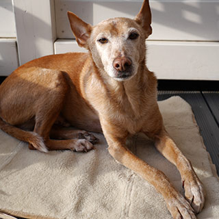 Albueledsdysplasi (AD) hos hund