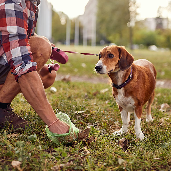 Husk at samle op efter din hund 