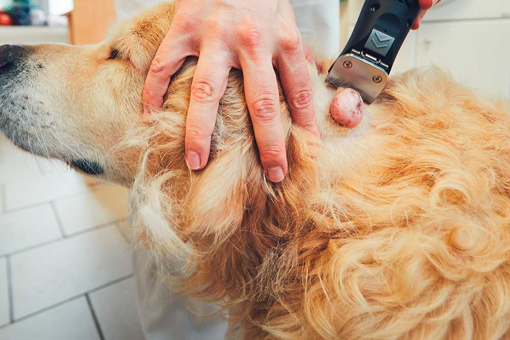 genetisk Oh legemliggøre Har min hund hudkræft? | Evidensia