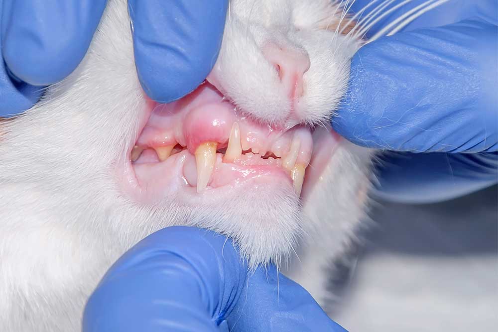 Tandkødsbetændelse hos kat